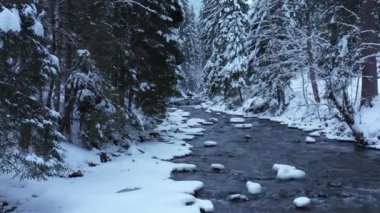 Kar ve köknar ağaçlarıyla dolu güzel bir dağ ormanı nehri boyunca yavaş çekim. Ukrayna, Karpatlar. 