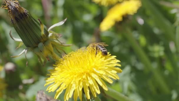 Makro Ujęcie Pszczoły Zapylającej Kwiat Mniszka Lekarskiego Polu Mniszka Lekarskiego — Wideo stockowe