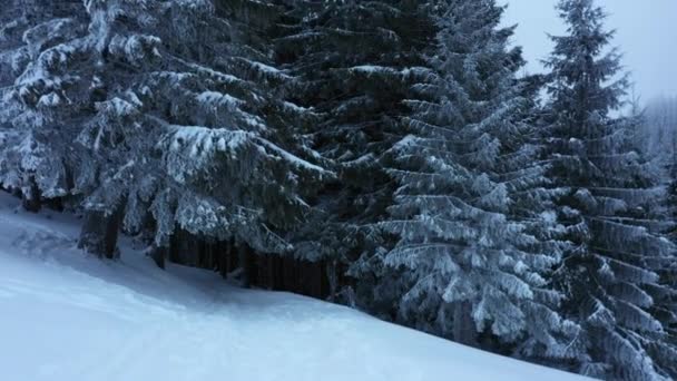 Медленное Движение Воздушного Зрения Вдоль Красивый Снежный Зимний Горный Лес — стоковое видео