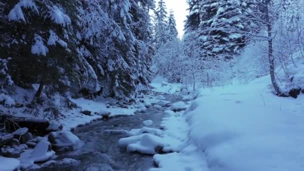 Slow Motion Beautiful Mountain Winter Forest Stream Snow Fir Trees — Video Stock