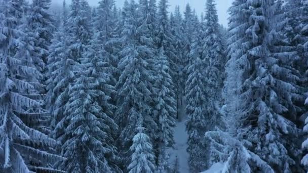 Vue Aérienne Ralenti Dans Une Belle Forêt Montagne Enneigée Hiver — Video