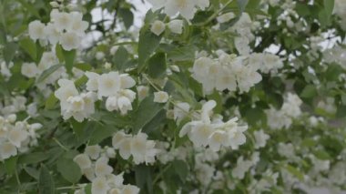 Güneşli bir yaz gününde çalılıklarda yasemin çiçekleri.
