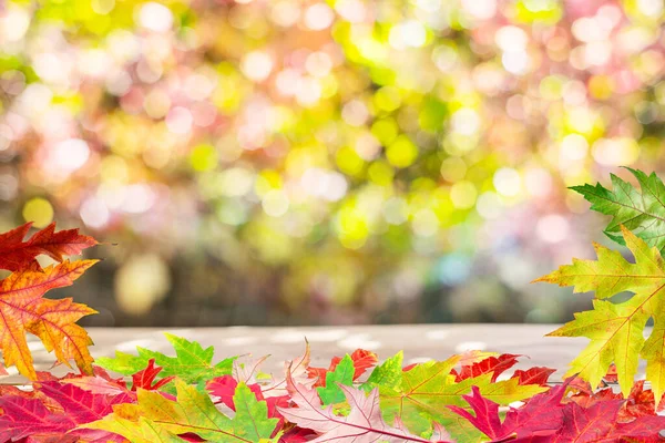 Autumn Background Whis Autumn Colorful Leaves Beautiful Sunny Bokeh — стоковое фото