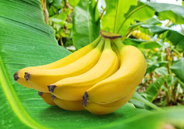 Perfect Ripe Yellow Bananas Green Banana Leaf Close — Zdjęcie stockowe