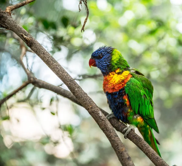 Coconut Lorikeet Colorful Parrot Sitting Branch — Stock Photo, Image