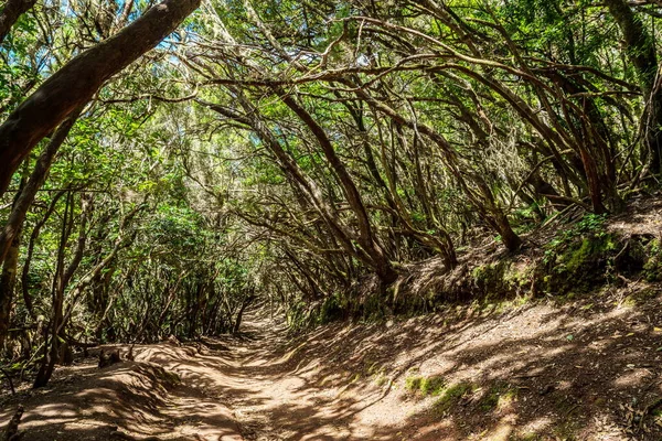 Vista Para Ilha Tenerife Partir Estrada Anaga Rural Park — Fotografia de Stock