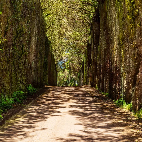 Linda Paisagem Inverno Ensolarado Nas Montanhas Montanha Abetos Cobertos Neve — Fotografia de Stock