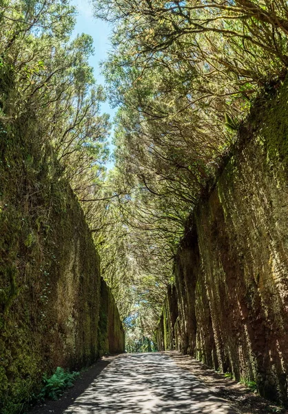 Bellissimo Paesaggio Invernale Soleggiato Montagna Montagna Abeti Coperti Neve — Foto Stock