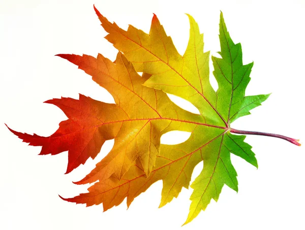 One Autumn Maple Leaf Rainbow Colors Isolated White Background Clipping — Φωτογραφία Αρχείου