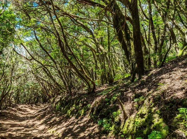 从Anaga郊野公园路看Tenerife岛 — 图库照片