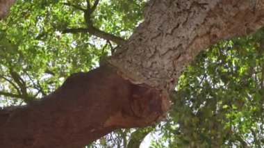 Cork tree garden (cork oak) is a long-standing business in parts of Portugal