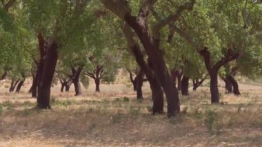 Cork tree garden (cork oak) is a long-standing business in parts of Portugal