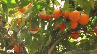 Orange garden with ripe oranges on the branches on a sunny spring day. The fruits of oranges slow sway on the trees. 