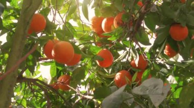 Orange garden with ripe oranges on the branches on a sunny spring day. The fruits of oranges slow sway on the trees. 