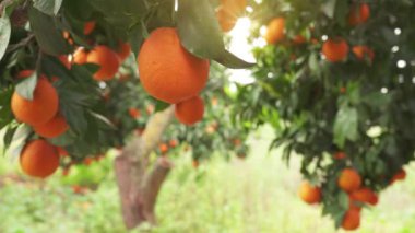 Orange garden with ripe oranges on the branches on a sunny spring day. The fruits of oranges slow sway on the trees. 