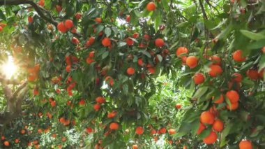 Tangerine garden with ripe tangerine s on the branches on a sunny spring day. The fruits of tangerines slow sway on the trees. 