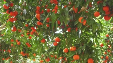 Tangerine garden with ripe tangerine s on the branches on a sunny spring day. The fruits of tangerines slow sway on the trees. 