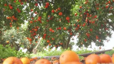Tangerine garden with ripe tangerine s on the branches on a sunny spring day. The fruits of tangerines slow sway on the trees. 