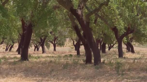 Cork Tree Garden Cork Oak Long Standing Business Parts Portugal — Stockvideo