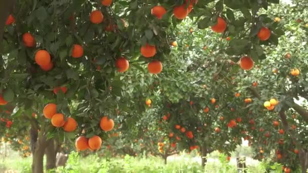 Orange Garden Ripe Oranges Branches Sunny Spring Day Fruits Oranges — Stockvideo