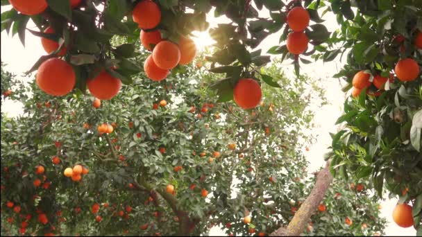 Orange Garden Ripe Oranges Branches Sunny Spring Day Fruits Oranges — Video
