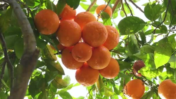 Orange Garden Ripe Oranges Branches Sunny Spring Day Fruits Oranges — Vídeo de stock