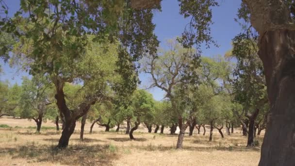 Cork Tree Garden Cork Oak Long Standing Business Parts Portugal — Vídeos de Stock