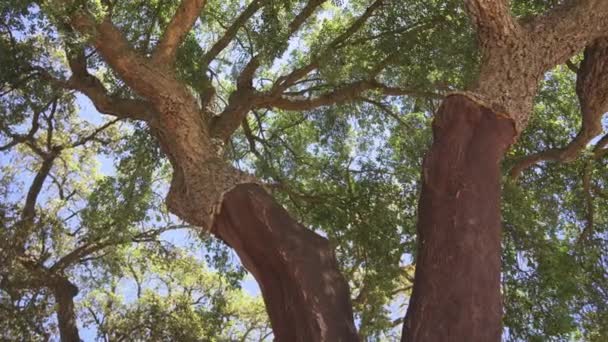 Cork Tree Garden Cork Oak Long Standing Business Parts Portugal — Stock videók