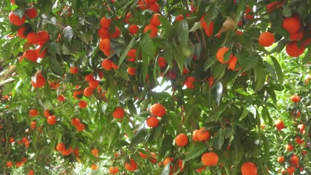 Tangerine Κήπος Ώριμα Μανταρίνια Στα Κλαδιά Μια Ηλιόλουστη Ανοιξιάτικη Μέρα — Αρχείο Βίντεο