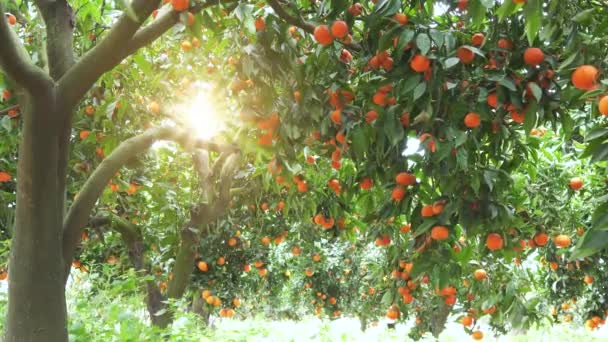 Tangerine Garden Ripe Tangerine Branches Sunny Spring Day Fruits Tangerines — Stockvideo