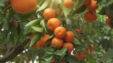 Tangerine garden with ripe tangerine s on the branches on a sunny spring day. The fruits of tangerines slow sway on the trees. 