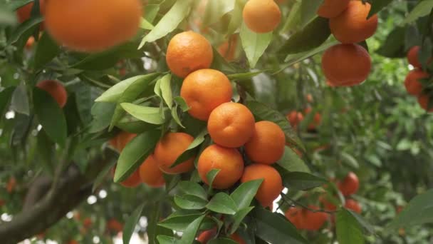 Tangerine Garden Ripe Tangerine Branches Sunny Spring Day Fruits Tangerines — Video