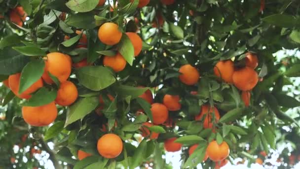 Tangerine Garden Ripe Tangerine Branches Sunny Spring Day Fruits Tangerines — Vídeo de Stock