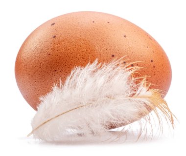 Brown chicken egg and chicken feather isolated on white background.