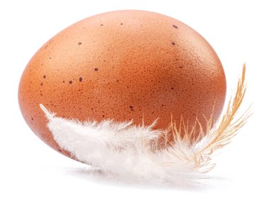Brown chicken egg and chicken feather isolated on white background.