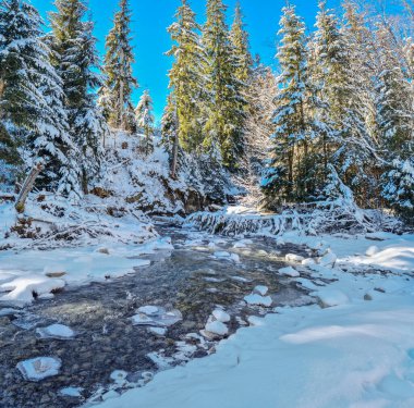 Karla kaplı fidan ağaçları ve buzla kaplı akarsu. Güzel kış arka planı.
