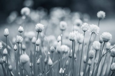 Allium çiçeği açan mor soğan bitkisi. Doğa geçmişi. Siyah beyaz fotoğraf