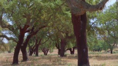 Cork tree garden (cork oak) is a long-standing business in parts of Portugal, slow motion panoramic video on a sunny summer day.