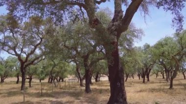 Cork tree garden (cork oak) is a long-standing business in parts of Portugal, slow motion panoramic video on a sunny summer day.