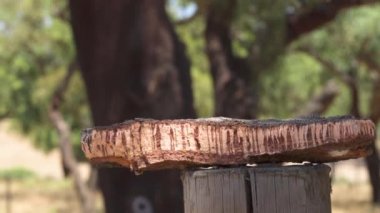 Cork tree garden (cork oak) is a long-standing business in parts of Portugal, slow motion panoramic video on a sunny summer day.