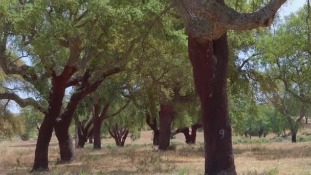 Cork Tree Garden Kurkeik Een Langdurige Zaak Delen Van Portugal — Stockvideo