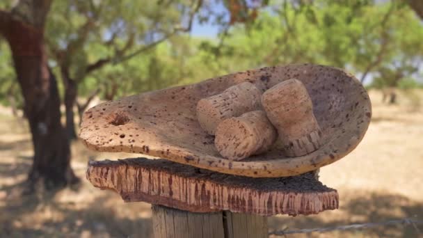 Cork Tree Garden Cork Oak Long Standing Business Parts Portugal — ストック動画