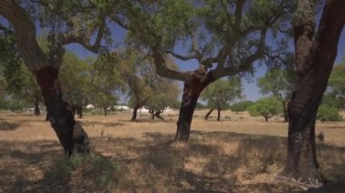 Cork tree garden (cork oak) is a long-standing business in parts of Portugal, slow motion panoramic video on a sunny summer day.