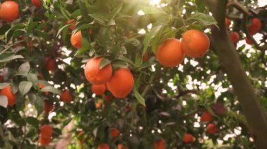 Güneşli bir bahar gününde dallarında olgun portakallarla portakal bahçesi. Portakalların meyveleri ağaçlarda yavaşça sallanıyor. Bahçıvan ağaçtan portakal meyvesi topluyor.. 