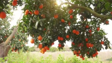 Orange garden with ripe oranges on the branches on a sunny spring day. The fruits of oranges slow sway on the trees. 