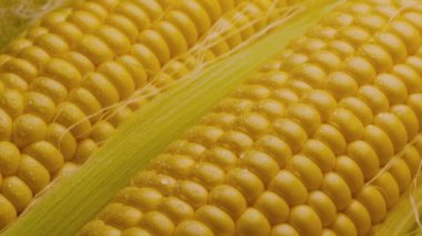 Mısır sakallı ve yapraklı olgun mısır kafalar, kameranın yavaş çekim görüntüsü.