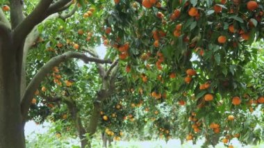 Türkiye 'nin Goynuk Kanyonu' ndaki nehir balıklarıyla dolu güzel dağ nehrinin yarısı deniz altı manzaralı 01.07.2021