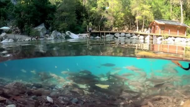Half Underwater View Beautiful Mountain River River Fish Goynuk Canyon — Stok Video