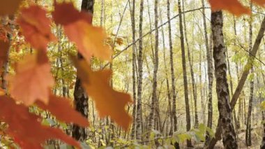 Beautiful autumn deciduous forest with yellow and red leaves, slow motion camera.