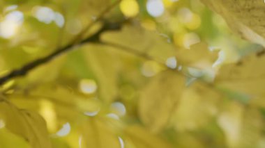 Beautiful autumn deciduous forest with yellow and red leaves, slow motion camera.